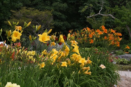 Hemerocallis