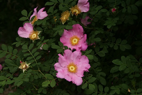 Rosa-roxburghii-f.normalis