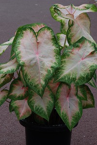 Caladium‘Susan’