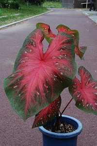 Caladium‘Red Flash’