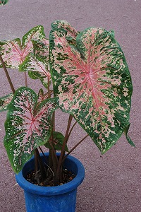 Caladium‘Ace of Hearts’