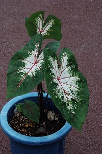 Caladium‘Edith Mead’