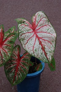 Caladium‘Florida Sunrise’