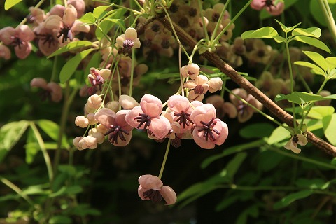 アケビの花の写真