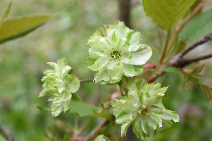 Grandiflora