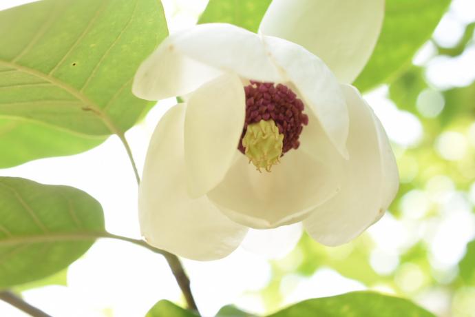 ２０１９樹木１