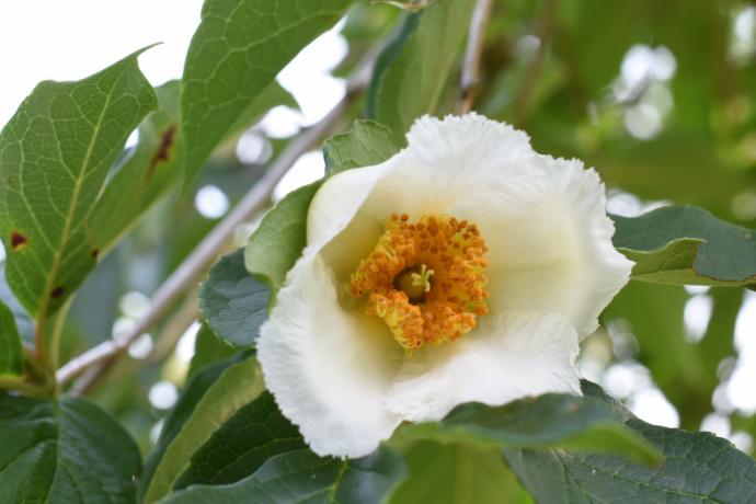 Stewartia pseudocamellia