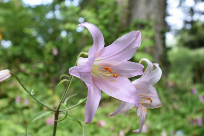 Lilium