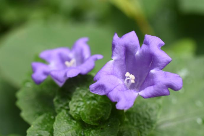 Strobilanthes oligantha