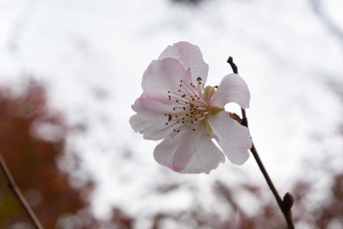 サクラ‛四季桜’