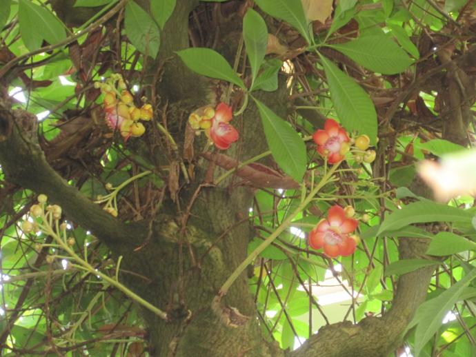 Couroupita　guianensis