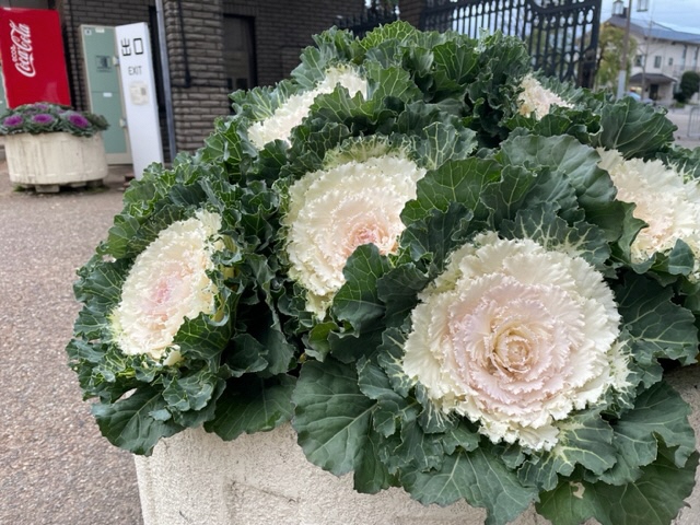 ハボタン ‘白つぐみ’