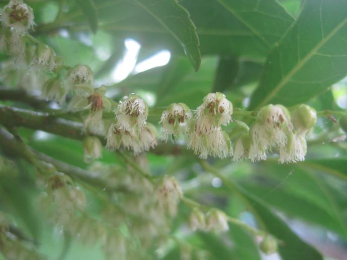 カレンデュラ（キンセンカ）‘やしま芯黒’