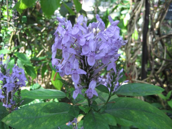 おうちでお花見 休園中の植物園で咲く花をご紹介 令和2年5月8日 京都府ホームページ