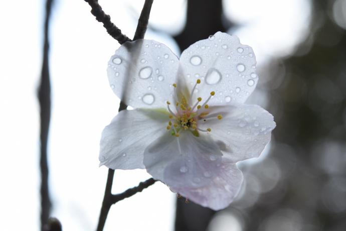 冬桜の写真