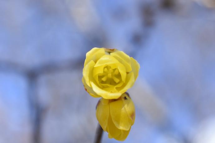 写真：ソシンロウバイ