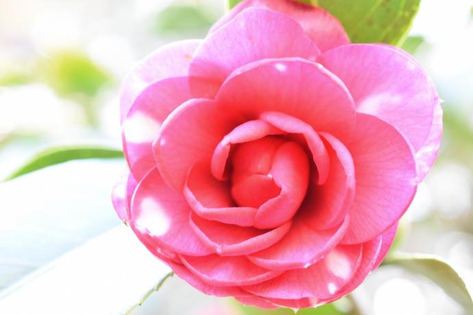 写真：ツバキ‘菊冬至’