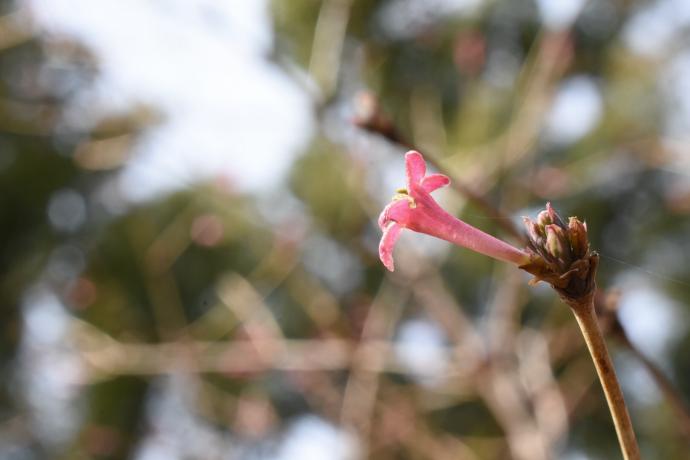 写真：ウグイスカグラ