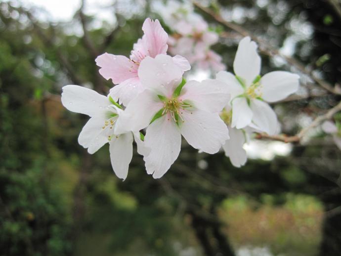 四季桜
