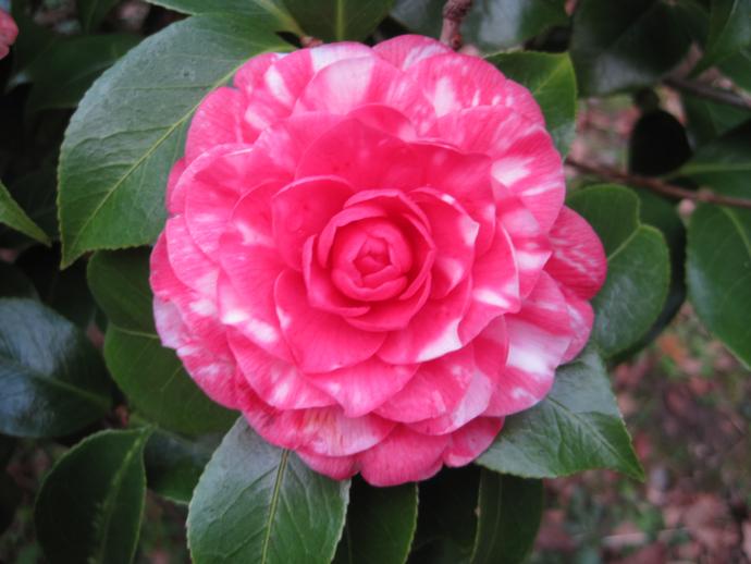 ツバキ‘菊冬至’