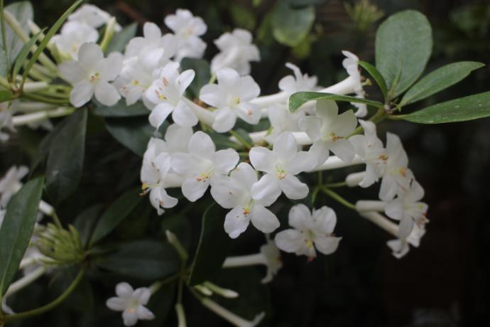 ロドデンドロン ロランティフロルム