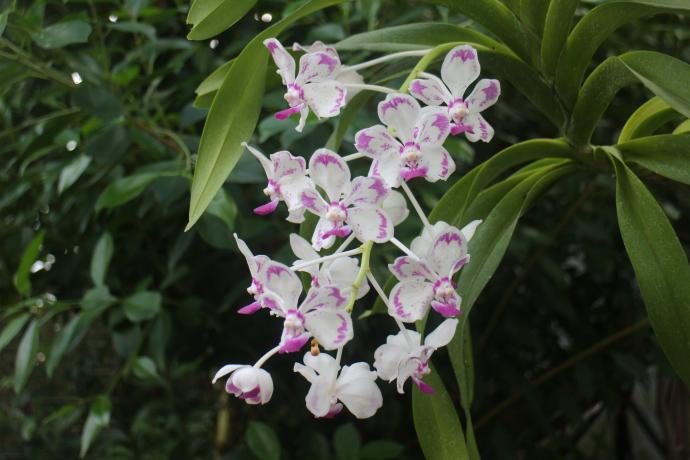 バンダ ルゾニカ ‘オオヤマザキ’