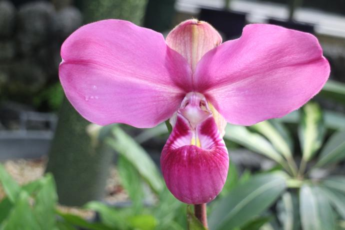 フラグミペディウム07