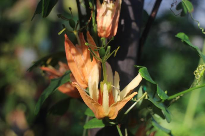 パッシフロラ アウランティア