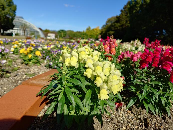 キンギョソウ ‘ポップアップ イエロー’