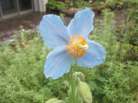 meconopsis