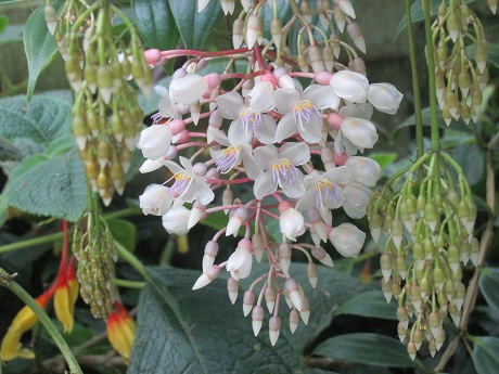 Medinilla