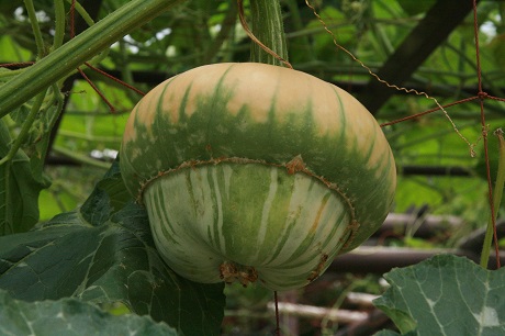 Okamekabocha