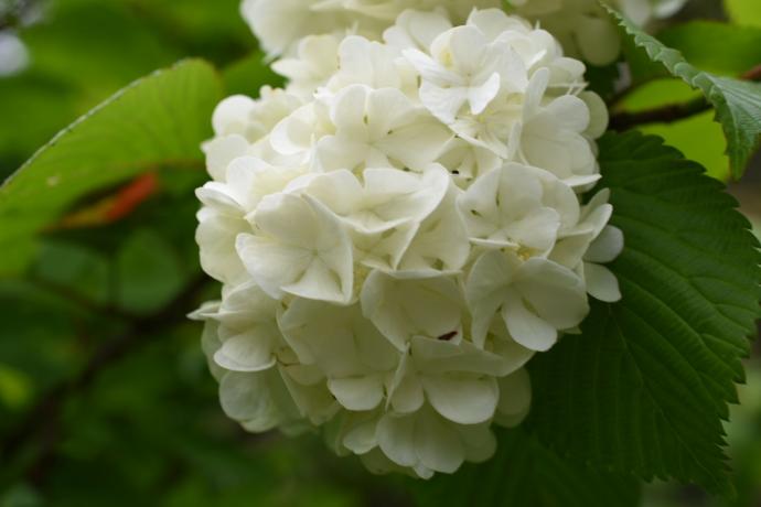 Viburnum-plicatum-var.plicatum