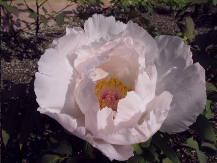 Paeonia