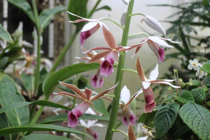 カクチョウラン