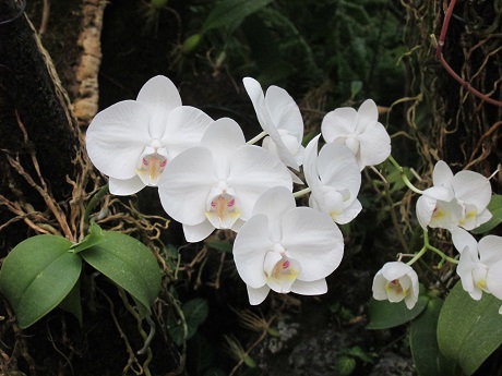 phalenopsis-amabilis