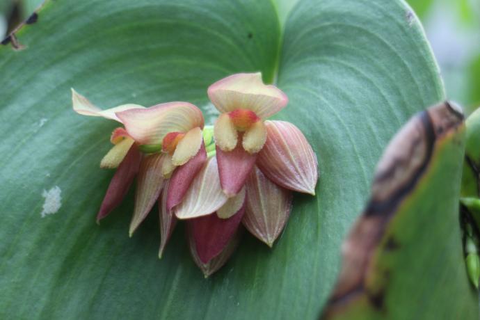 プレウロタリス