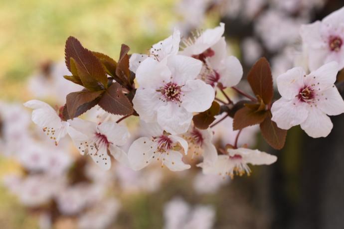 Prunus-cerasifera-var.atropurpurea