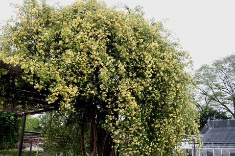 Rosa-banksiae-‘Lutea'