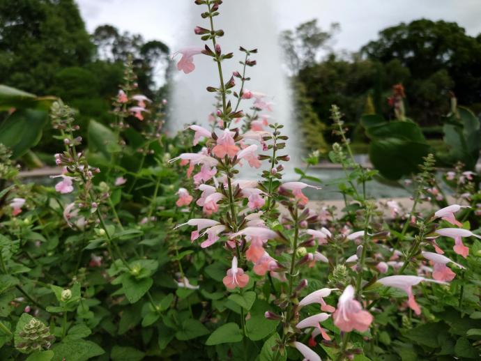 ベニバナサルビア