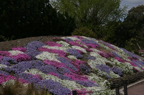 Phlox