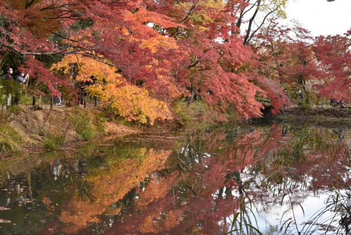 イロハモミジ紅葉