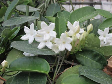 Stephanotis-floribunda