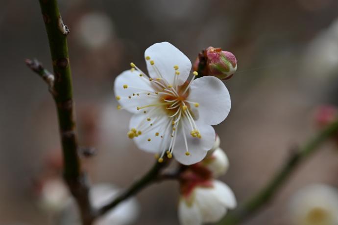 Ume