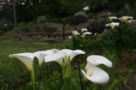 Zantedeschia-aethiopica