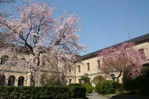 中庭の桜