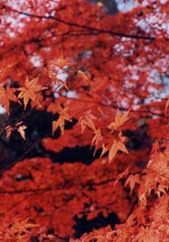 紅葉の写真その1