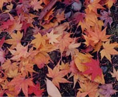 紅葉の写真その2