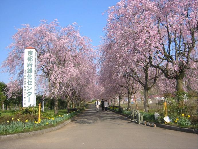 写真:森林技術センター緑化センター桜
