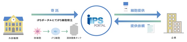 iPS細胞樹立